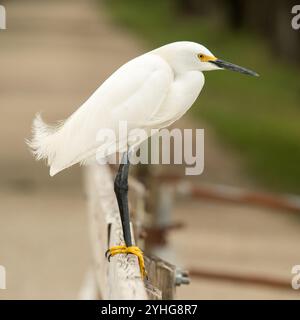 Snowy Egret Stockfoto