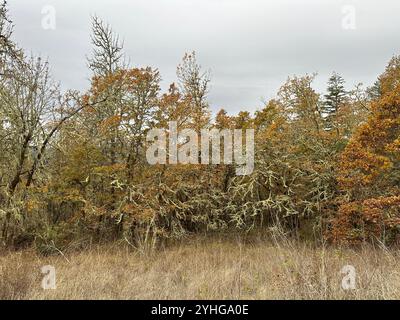 Flechtenbedeckte Bäume mit gelben Herbstblättern am Wild Iris Ridge in Eugene, Oregon. Stockfoto