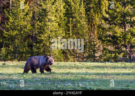 Während der Grizzlybär Blondie über eine Wiese im Grand Teton National Park spaziert, blickt sie auf und lächelt. Stockfoto