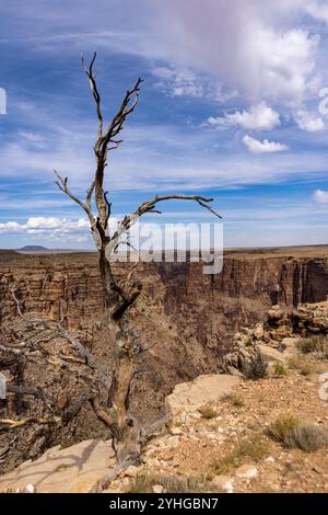 Die Little Colorado River Gorge grenzt an den Grand Canyon National Park in Arizona. Stockfoto