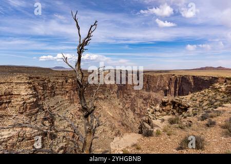 Die Little Colorado River Gorge grenzt an den Grand Canyon National Park in Arizona. Stockfoto