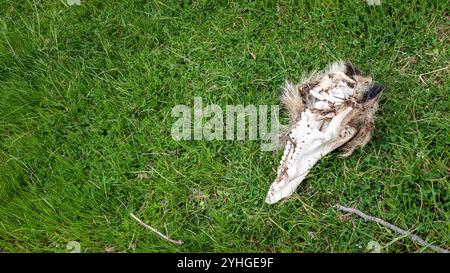 Tierschädel im Gras liegend alt gebleicht durch Sonnenzähne Tod Stockfoto