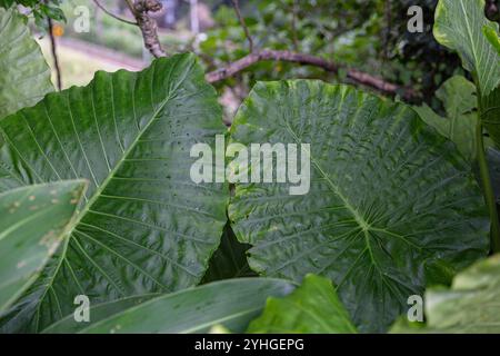 Blattdetail der Blätter der RiesenTaro-Pflanze. Stockfoto