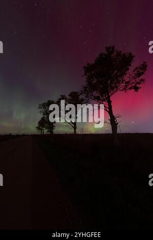 Vier Bäume stehen entlang einer ruhigen Straße, während die aurora Borealis den Nachthimmel erfüllt und lebendige Farben über die friedliche Landschaft zaubert und ein Magie schafft Stockfoto