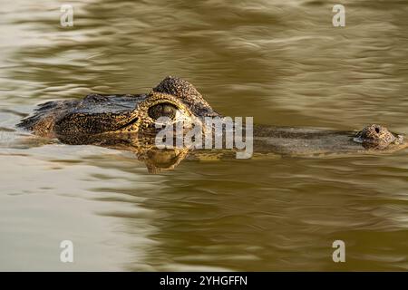 Caiman in der Mitte des Flusses mit Auge durch die Oberfläche. Stockfoto