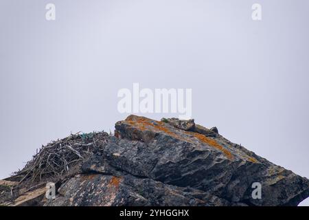 Ein Blick aus der Nähe auf ein Vogelnest inmitten verwitterter Felsen an einem grauen, bewölkten Tag, das die Tarnung und Widerstandsfähigkeit der Natur in einer Küstenlandschaft zeigt Stockfoto