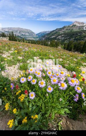 Im Alaska Basin, Jedediah Smith Wilderness, Wyoming, blühen auffällige Gänseblümchen und andere Wildblumen Stockfoto