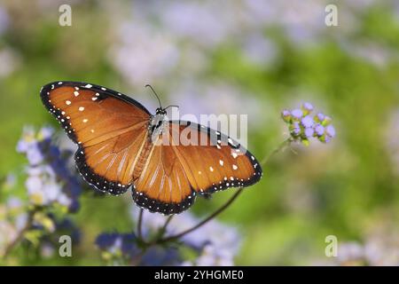 Wunderschöne Schmetterling-Königin (Danaus gilippus), die sich von Greggs Mistblumen im Herbstgarten ernährt, Flügel weit geöffnet. Kopierbereich. Stockfoto