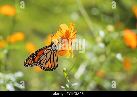 Der wandernde Monarchschmetterling (Danaus plexippus) ernährt sich von gelben Cosmos-Blüten im Herbstgarten in Texas. Stockfoto