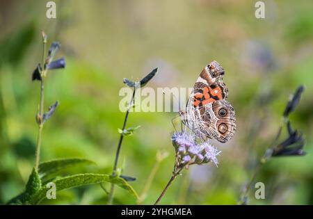 American Lady Butterfly (Vanessa virginiensis), der sich im Herbstgarten von blauen Mistblumen ernährt. Stockfoto