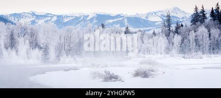 Dampf steigt aus dem Snake River und produziert Raureif auf den Baumwoll-Bäumen im Grand Teton National Park, Wyoming. Stockfoto