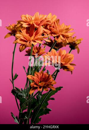 Wunderschöne Chrysantheme multiflora Conaco Orange auf rosa Hintergrund. Nahaufnahme des Blumenkopfes. Stockfoto