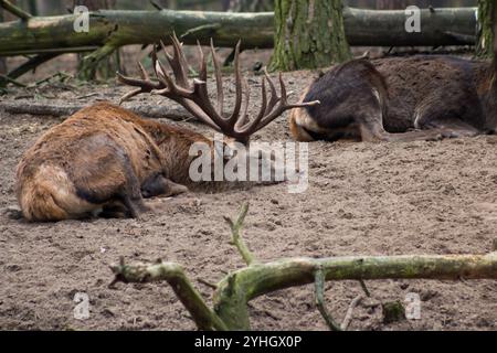 Ein ruhender Rothirsch mit beeindruckenden Geweihen, der auf Sandboden in einem bewaldeten Gehege liegt und die majestätische Schönheit der Tierwelt zeigt. Stockfoto