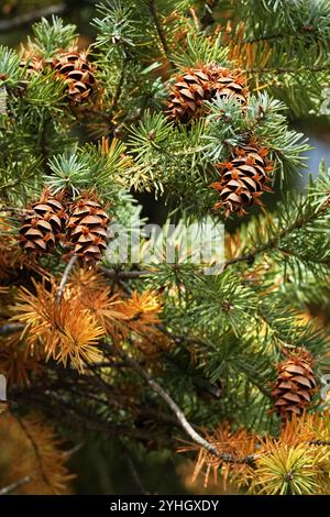 Douglasien im Herbst Stockfoto