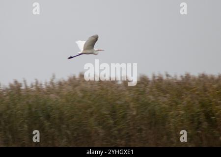 Ein anmutiger weißer Reiher fliegt an einem ruhigen Novembertag über das Schilf der Stettiner Lagune und zeigt die ruhige Schönheit der natürlichen Landschaft. Stockfoto