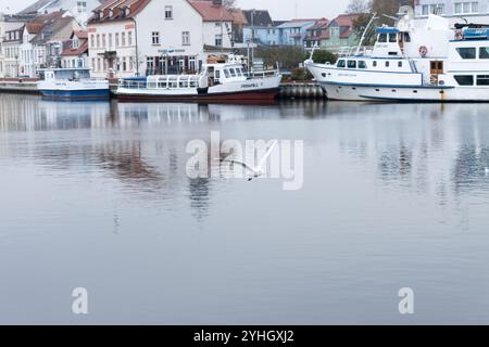 Eine Möwe gleitet über das reflektierende Wasser des Hafens von Ueckermünde, eingerahmt von vertäuten Schiffen und der charmanten Architektur der Stadt im November. Stockfoto