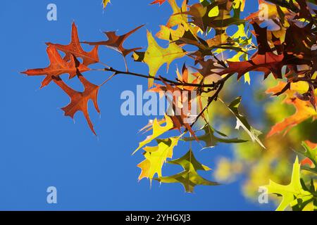 Scharlach-Eichenblätter, die im Herbst übergehen Stockfoto