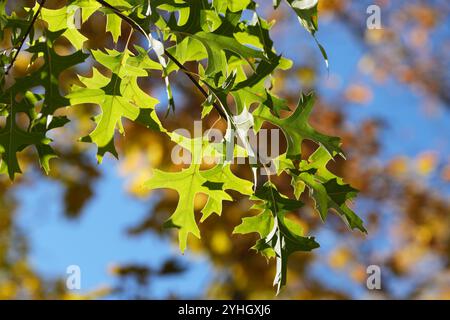 Scharlachrote Eichenblätter im frühen Herbst Stockfoto