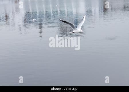 Eine Möwe gleitet anmutig über das ruhige Wasser des Hafens von Ueckermünde und spiegelt die ruhige Atmosphäre eines Novembermorgens wider. Stockfoto