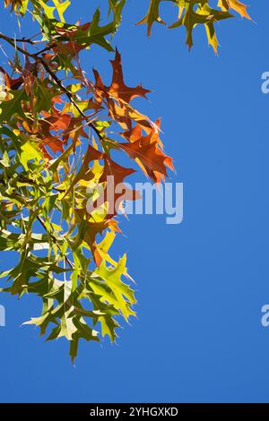 Scharlach-Eichenblätter, die im Herbst übergehen Stockfoto