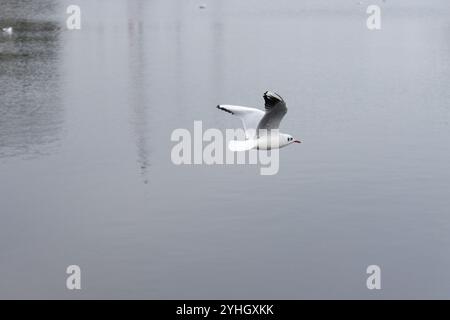 Eine schwarzköpfige Möwe gleitet anmutig über das ruhige Wasser von Ueckermünde, das an einem bewölkten Novembertag gefangen wird. Stockfoto