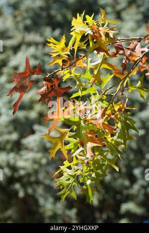 Scharlach-Eichenblätter, die im Herbst übergehen Stockfoto