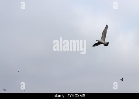 Eine Möwe schwebt im November anmutig über Ueckermünde über einem bewölkten Himmel, während andere Vögel den Horizont säumen. Stockfoto