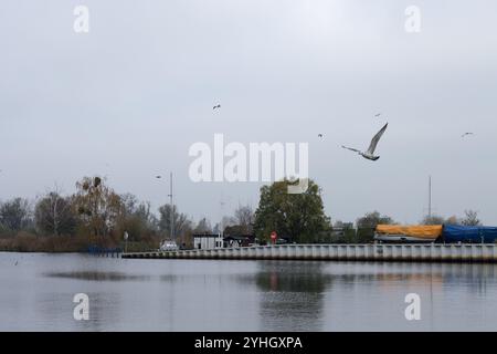 Eine Möwe schwebt anmutig über dem ruhigen Hafenwasser von Ueckermünde, vor dem Hintergrund von vertäuten Booten und herbstlichen Bäumen an einem bewölkten Novembertag. Stockfoto