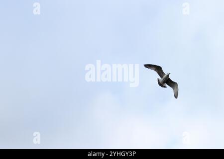 Eine Möwe im anmutigen Flug gegen einen hellen Novemberhimmel, gefangen über den ruhigen Gewässern von Ueckermünde. Stockfoto