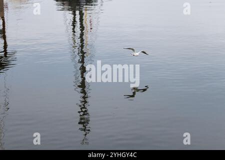 Eine einsame Möwe fliegt anmutig über das ruhige Wasser in Ueckermünde und spiegelt die Stille des Hafens im November wider. Stockfoto