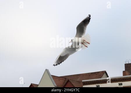 An einem kühlen Novembertag schwingt eine Möwe anmutig über den Dächern einer Küstenstadt in Ueckermünde und fängt den Charme der Küstenlandschaft ein. Stockfoto