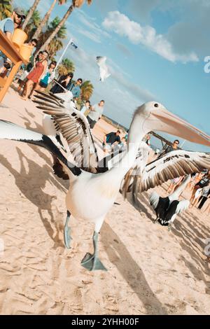 Eine Gruppe von Pelikanen am Strand in einem Futterrausch, umgeben von Touristen am Monkey Mia Beach, Western Australia. Pelican rennt auf die Kamera zu. Stockfoto