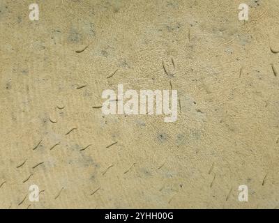 Kleine Fische, die in der Nähe des Ufers in verschiedenen Richtungen im flachen Wasser schwimmen. Schatten folgen den Fischen, wobei leichte Wellen auf der Wasseroberfläche sichtbar sind. Stockfoto