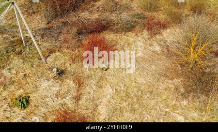 Männer als US-amerikanische Soldaten der USA Infanterie des Zweiten Weltkriegs schleichen sich am Herbsttag im Frühling herum. Soldaten marschieren auf der Wiese. Luftaufnahme Stockfoto