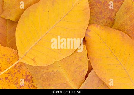 Nahaufnahme eines Haufens von gelben herbstlichen Walnussbäumen und Eschenblättern Stockfoto