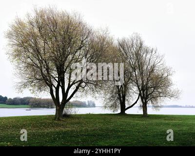 Eine Baumgruppe am Ufer des Wasserparks Rutland, England, an einem langweiligen Spätherbsttag. Stockfoto