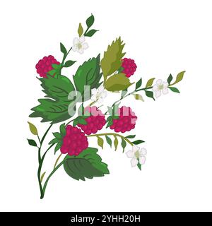Wilde Himbeere isoliert auf weißem Hintergrund. Himbeerbeeren, Blätter und Blüten. Roter Himbeerstrauch mit grünen Blättern und Beerenblüten. Wächst Stock Vektor