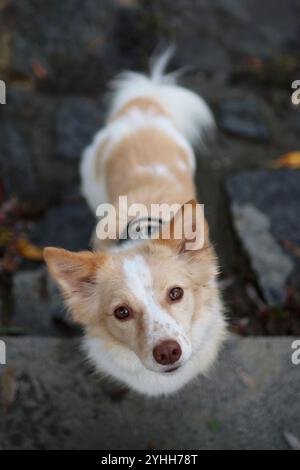Ein heller Kreuzungshund steht auf dunklen Steinen. Es ist ein schöner Farbkontrast. Stockfoto