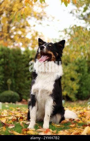 Border Collie sitzt unter einem Baum. Es ist Herbst und die Blätter der Bäume sind gelb Stockfoto