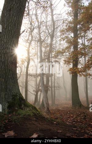 Nebel im Herbstwald. Die Sonne scheint durch den Nebel hinter dem Baum Stockfoto