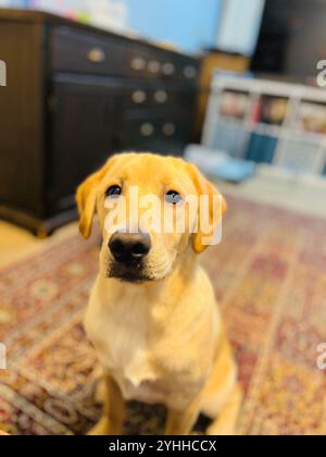 Nahaufnahme eines Labrador Hündchens drinnen mit warmen Tönen Stockfoto