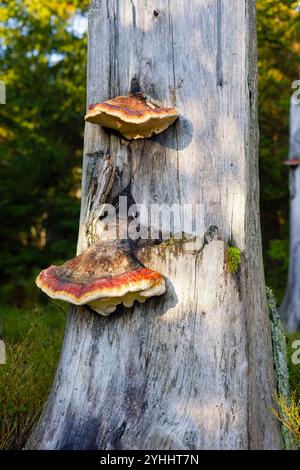 Baumpilz, Stammpilz auf einer toten Fichte in einem Wald in Deutschland. Stockfoto