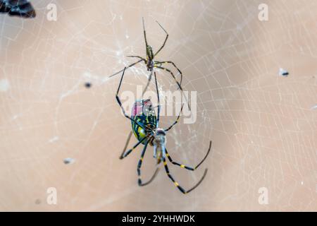 Eine Spinne im Netz Stockfoto