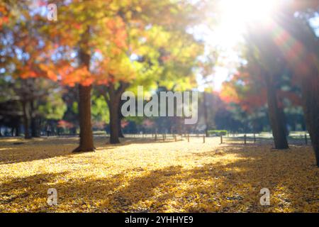 Yoyogi Park im Herbstlaub Stockfoto