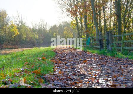 Nasse Herbstblätter auf einem Kanalschleppweg Stockfoto