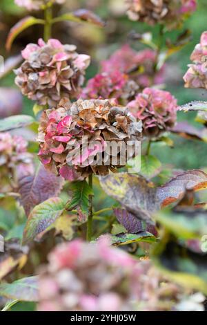 Hortensie Blumen im Winter Stockfoto