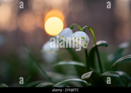 Frühlingsschneeflocken (Leucojum vernum) auf orangefarbenem Bokeh-Hintergrund bei Sonnenuntergang. Die ersten Frühlingsblumen entspringen Schneeflocken im Abendlicht. Stockfoto