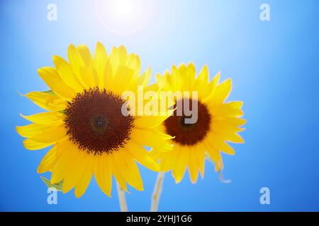 Zwei Sonnenblumen auf zwei Rädern mit blauem Himmel Hintergrund Stockfoto