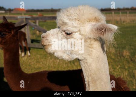 Alpakas (Vicugna pacos) auf einer Wiese bei Domburg, Walcheren, Zeeland, Niederlande. Alpaca Hof Zeelandia in Aagtekerke bei Domburg kümmert sich um Kranke und Stockfoto