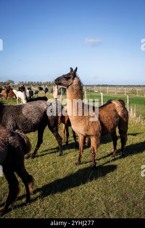 Lamas (Lama glama) auf einer Wiese bei Domburg, Walcheren, Zeeland, Niederlande. Alpaca Hof Zeelandia in Aagtekerke bei Domburg kümmert sich um krank und mi Stockfoto